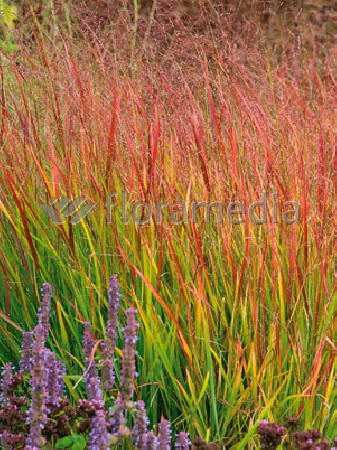 Proso rózgowate 'Rehbraun' | Panicum virgatum