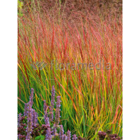 Proso rózgowate 'Rehbraun' | Panicum virgatum