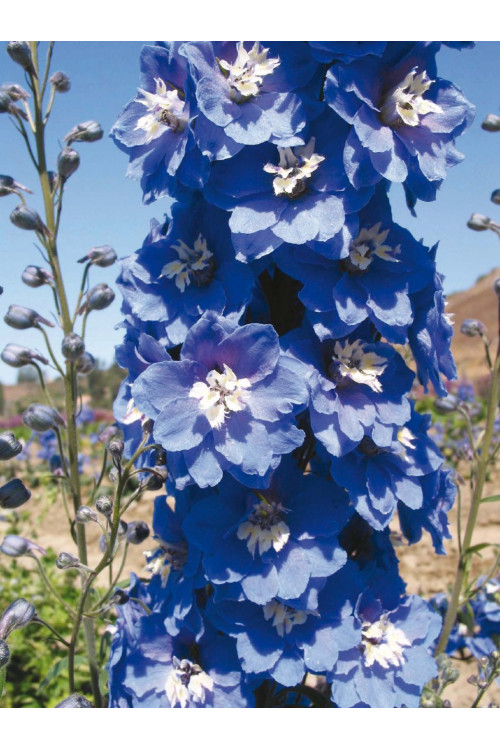 Ostróżka ogrodowa 'Mid Blue White Bee' Delphinium