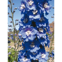 Ostróżka ogrodowa 'Mid Blue White Bee' Delphinium