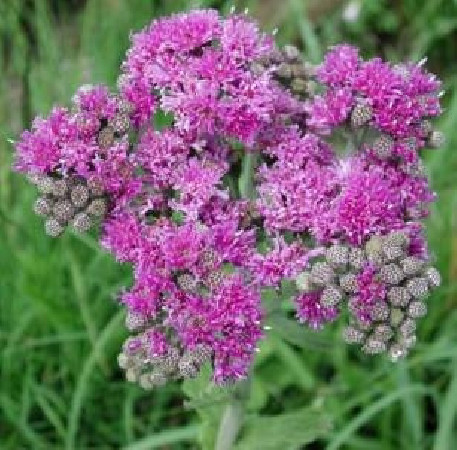 Wernonia Vernonia crinita