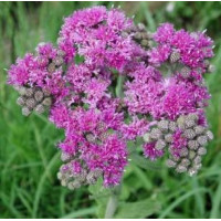 Wernonia Vernonia crinita