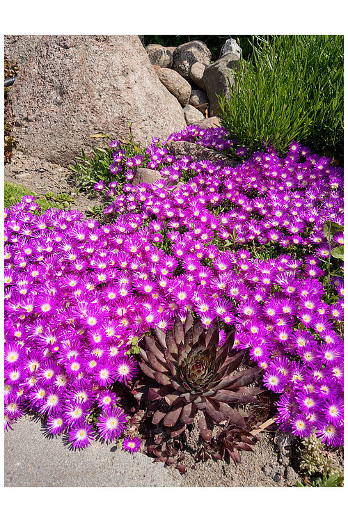Słonecznica 'Sundella Neon' | Delosperma