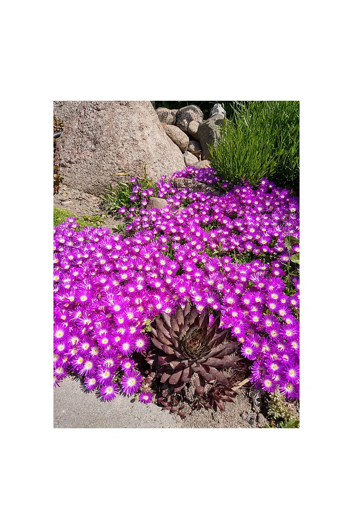 Słonecznica 'Sundella Neon' | Delosperma