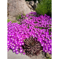 Słonecznica 'Sundella Neon' | Delosperma