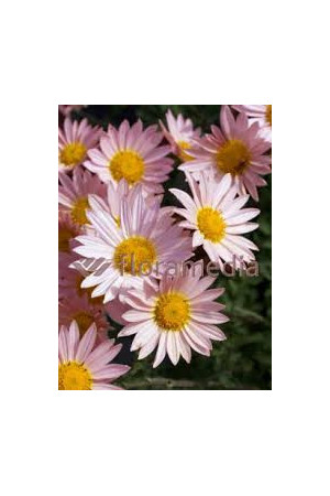 Złocień ogrodowy 'Isabellarosa' | Chrysanthemum indicum