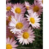 Złocień ogrodowy 'Isabellarosa' | Chrysanthemum indicum