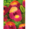 Torenia