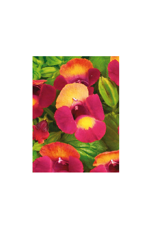 Torenia