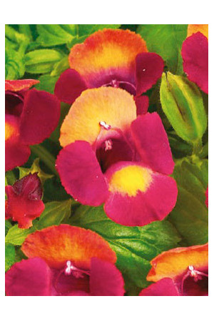Torenia