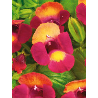 Torenia