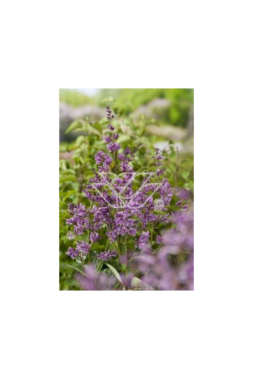 Lilak (bez) afgański 'Kabul' | Syringa afghanica