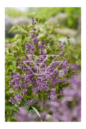 Lilak (bez) afgański 'Kabul' | Syringa afghanica