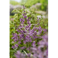 Lilak (bez) afgański 'Kabul' | Syringa afghanica