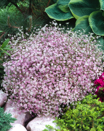 Gipsówka rozesłana 'Rosea' | Gypsophila repens