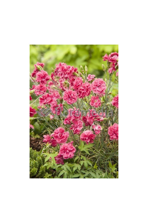 Goździk 'Doris' Dianthus