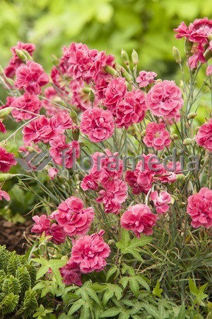 Goździk 'Doris' Dianthus