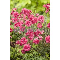 Goździk 'Doris' Dianthus