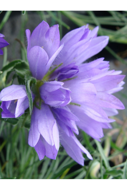 Dzwonczyn trawolistny Edraianthus graminifolius