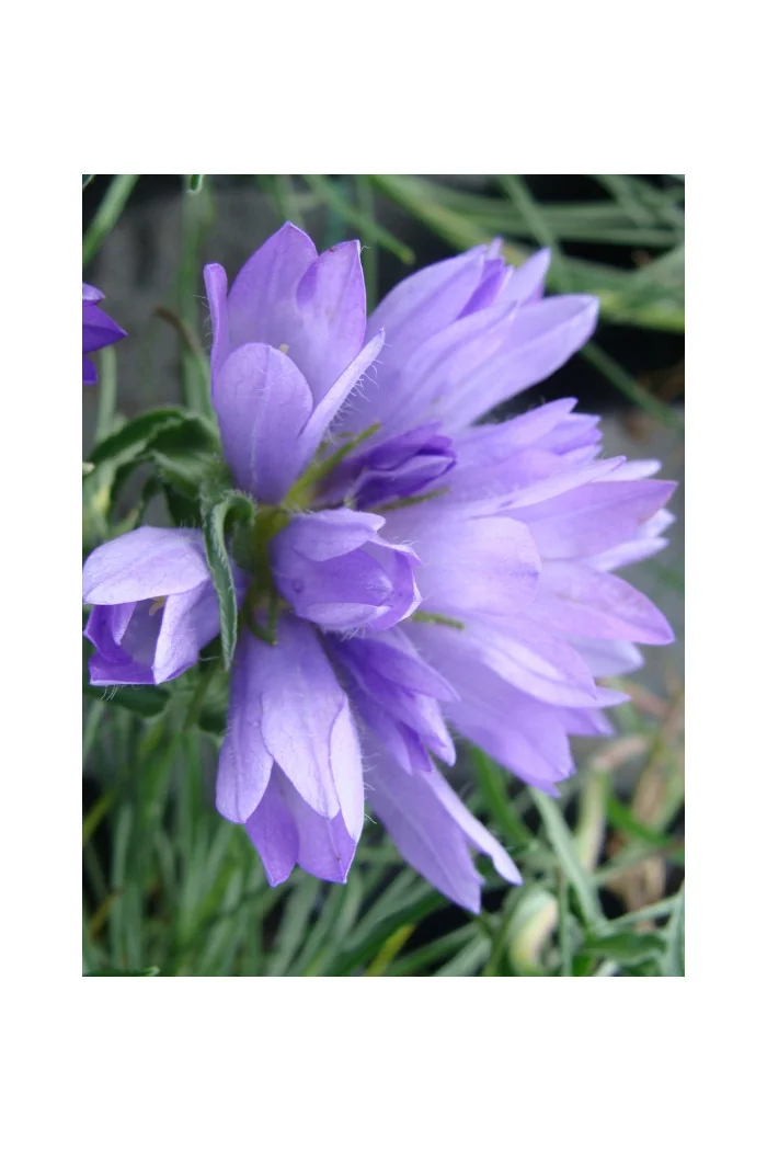 Dzwonczyn trawolistny Edraianthus graminifolius