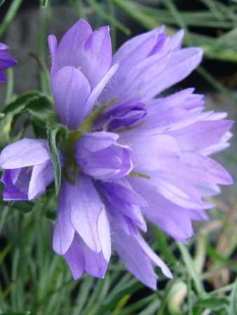 Dzwonczyn trawolistny Edraianthus graminifolius