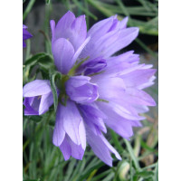 Dzwonczyn trawolistny Edraianthus graminifolius