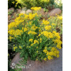 Smagliczka skalna 'Summit' | Aurinia saxatilis