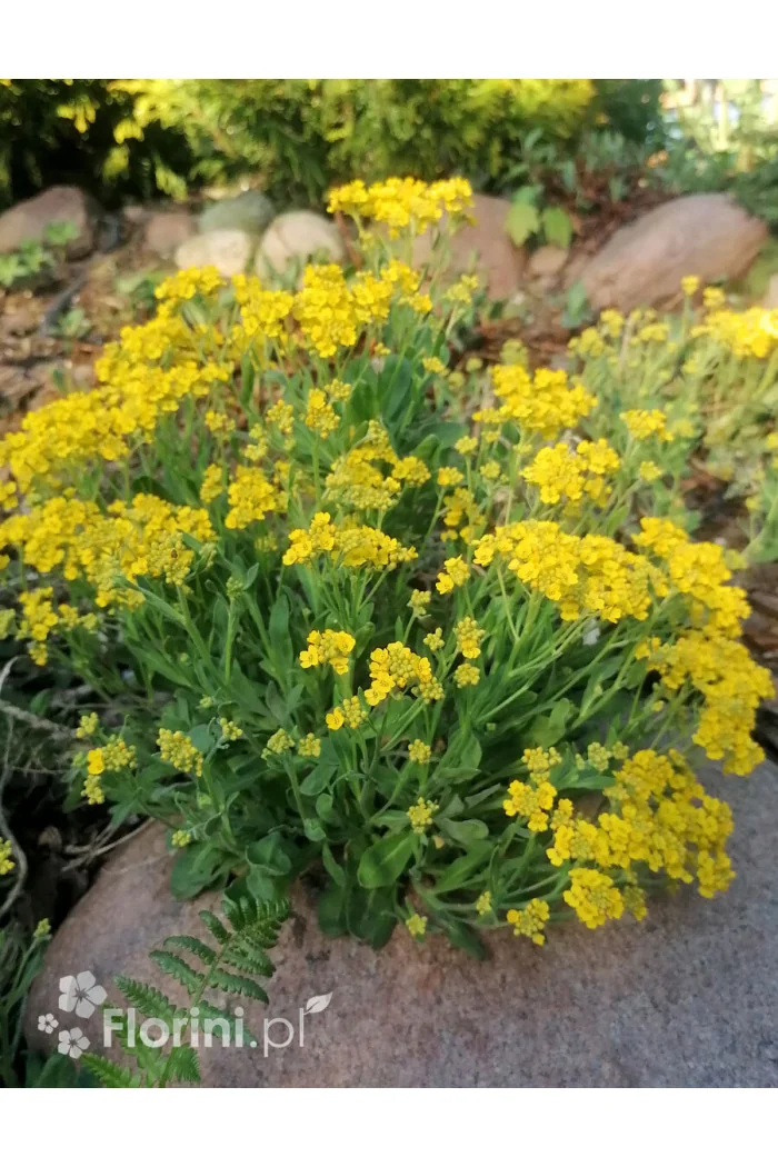 Smagliczka skalna 'Summit' | Aurinia saxatilis