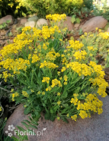 Smagliczka skalna 'Summit' | Aurinia saxatilis