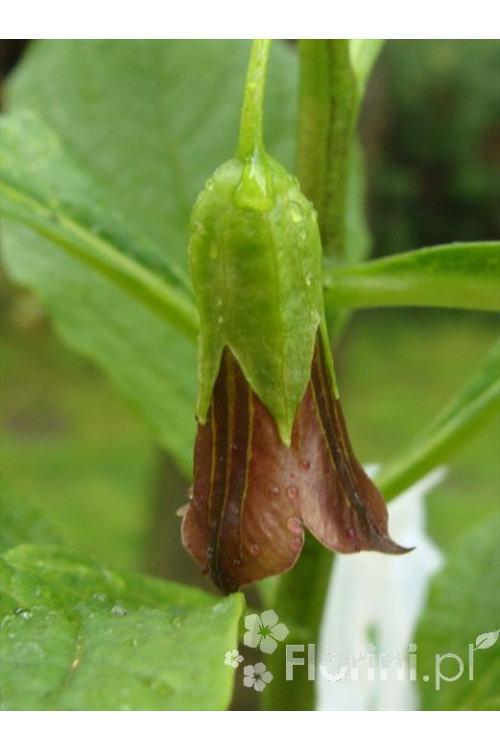 Lulecznica kraińska Scopolia carniolica