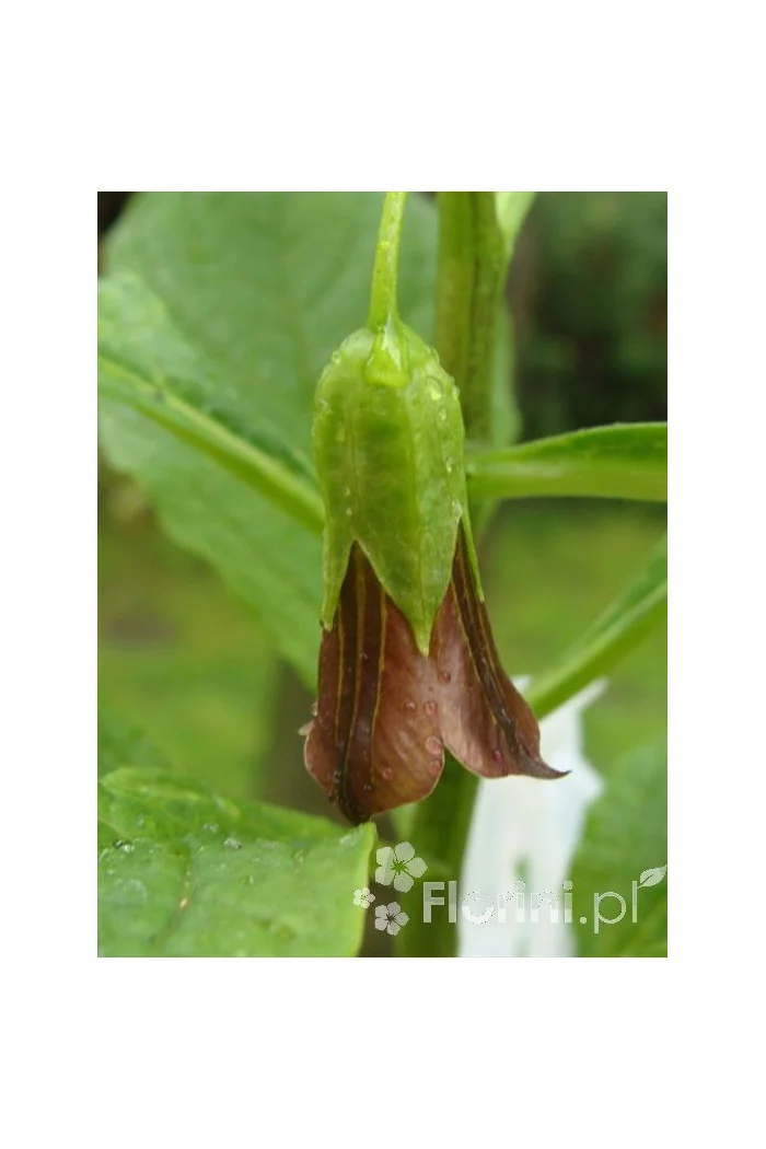 Lulecznica kraińska Scopolia carniolica