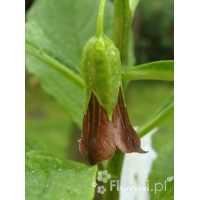 Lulecznica kraińska Scopolia carniolica