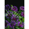 Chaber górski Centaurea montana