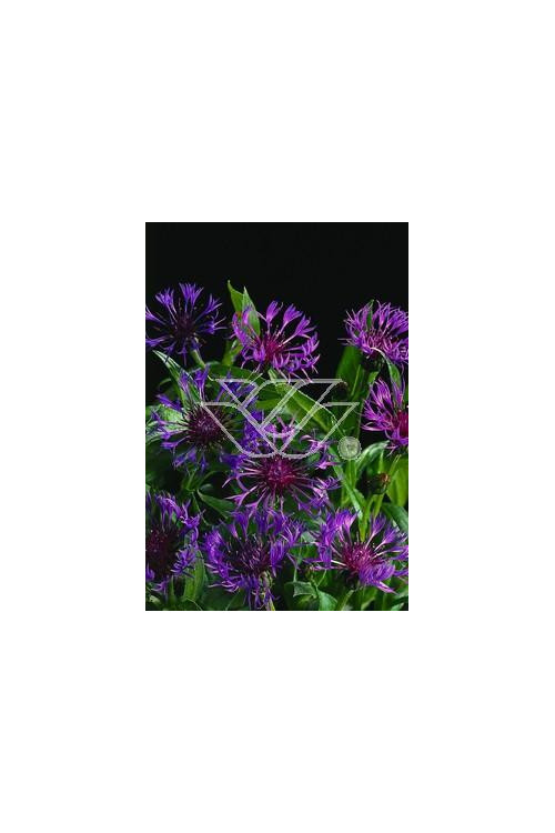 Chaber górski Centaurea montana