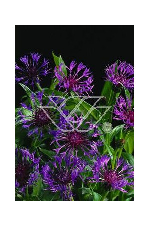 Chaber górski Centaurea montana