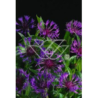 Chaber górski Centaurea montana