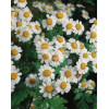 Wrotycz Tanacetum