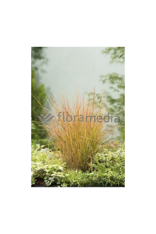 Wietrznica Lessona 'Sirocco' | Anemanthele lessoniana