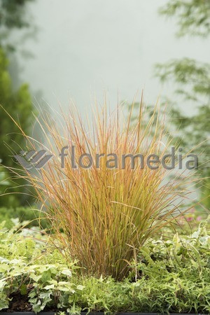 Wietrznica Lessona 'Sirocco' | Anemanthele lessoniana