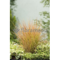 Wietrznica Lessona 'Sirocco' | Anemanthele lessoniana