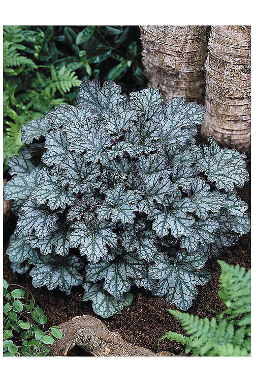 Żurawka 'Neptune' | Heuchera