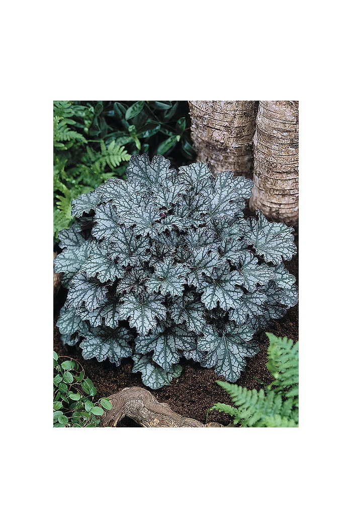 Żurawka 'Neptune' | Heuchera