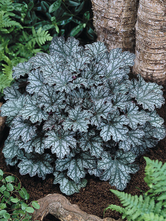 Żurawka 'Neptune' | Heuchera