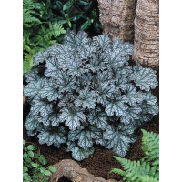 Żurawka 'Neptune' | Heuchera