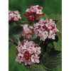 Kalina koreańska 'Diana' Viburnum carlesii