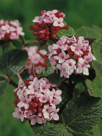 Kalina koreańska 'Diana' Viburnum carlesii