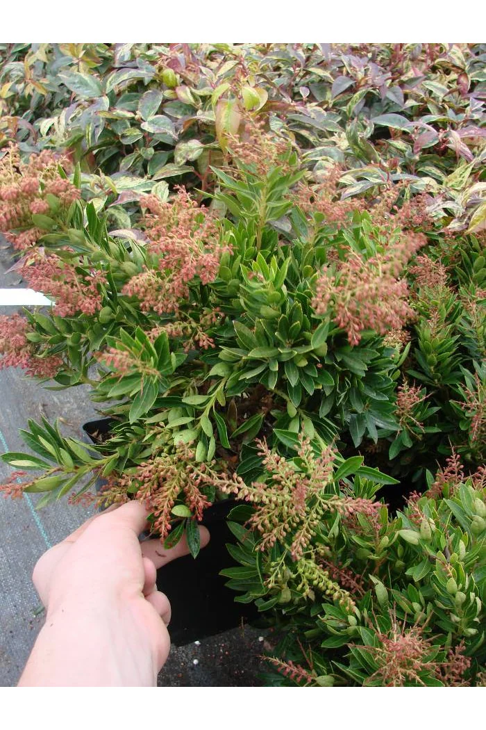 Pieris japoński 'Mousehole' Pieris japonica