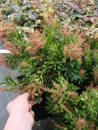 Pieris japoński 'Mousehole' Pieris japonica