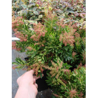 Pieris japoński 'Mousehole' Pieris japonica