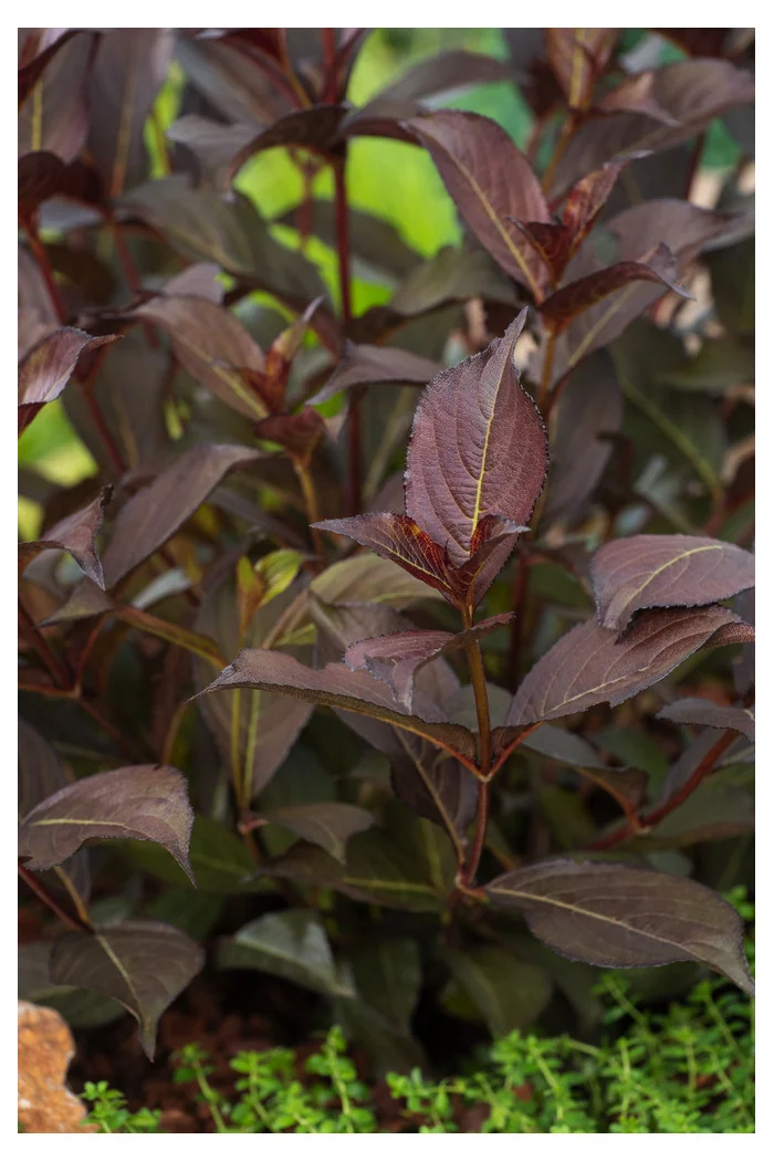 Krzewuszka cudowna 'Alexandra' (Wine & Roses) | Weigela florida